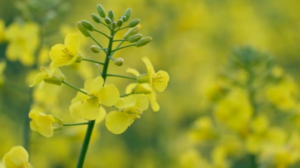 Colorful Field Blooming Rapes Summer Hungary — Stockvideo