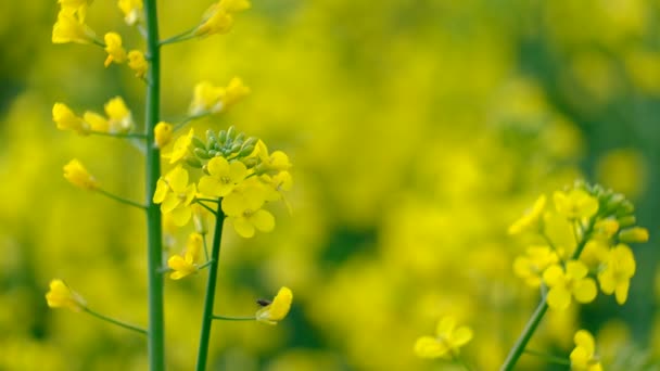 Colorful Field Blooming Rapes Summer Hungary — Stock Video