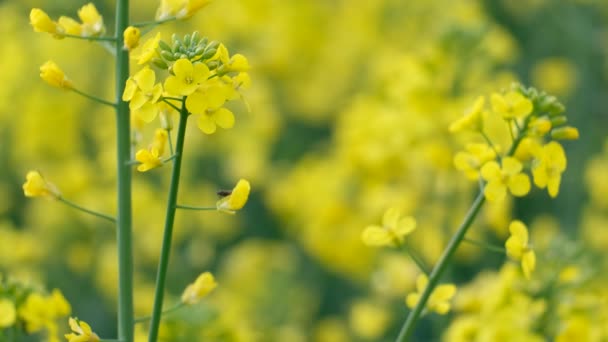 Campo Colorido Estupros Florescentes Verão Hungria — Vídeo de Stock