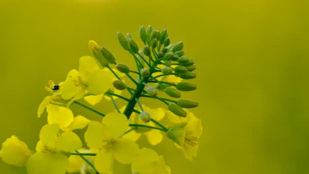 Colorful Field Blooming Rapes Summer Hungary — Stock Video