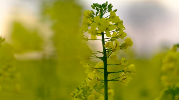 Colorful Field Blooming Rapes Summer Hungary — Stock Video