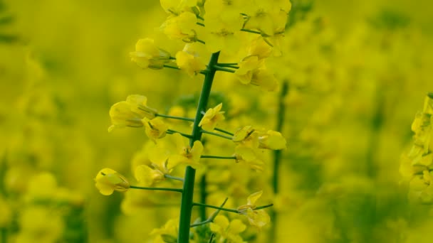 Campo Colorato Stupri Fiore Estate Ungheria — Video Stock