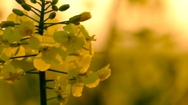 Champ Coloré Viols Fleurs Été Hongrie — Video