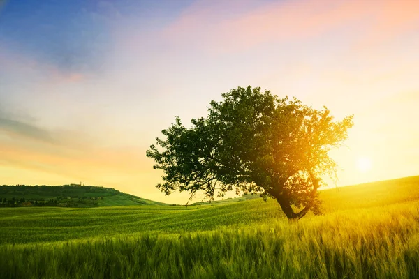 Ensamma Träd Vårängen Vid Soluppgången Med Sol Toscana Italien — Stockfoto