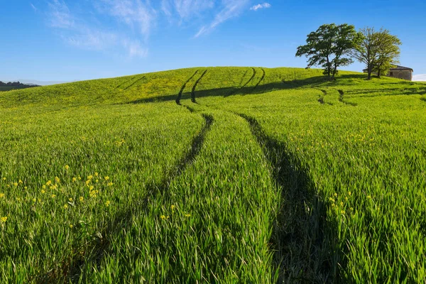 Campo Montanha Trigo Verde Com Longas Sombras Toscana Itália — Fotografia de Stock