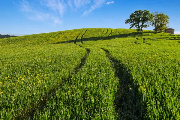 トスカーナの長い影を持つ緑の小麦の丘の中腹のフィールド イタリア ロイヤリティフリーのストック写真