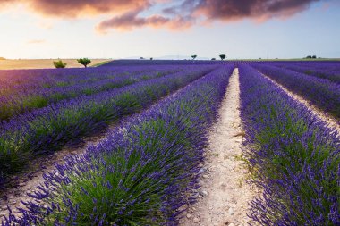 Lavanta tarlası yaz günbatımı manzarası Valenzo yakınlarında. Provence, Fransa