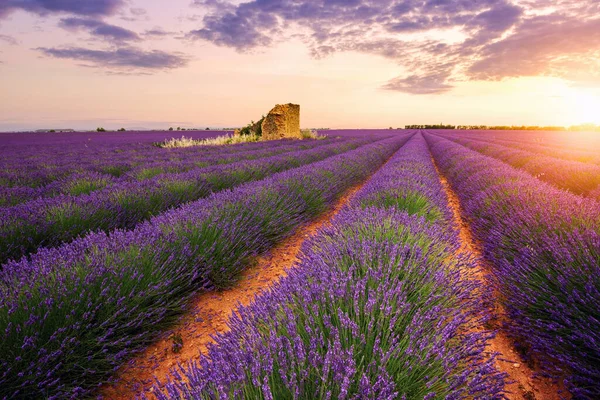 Campo Lavanda Verano Puesta Del Sol Paisaje Cerca Valensole Provence — Foto de Stock