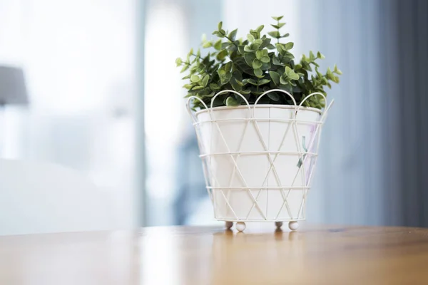 Wewnętrzna zielona roślina do białego doniczki na drewnianym stole — Zdjęcie stockowe