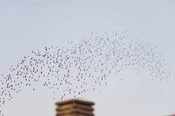 Птицы, летящие над дымоходом — стоковое фото