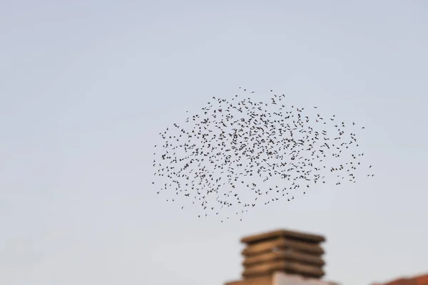 Birds flying in migration over a chimney — ストック写真