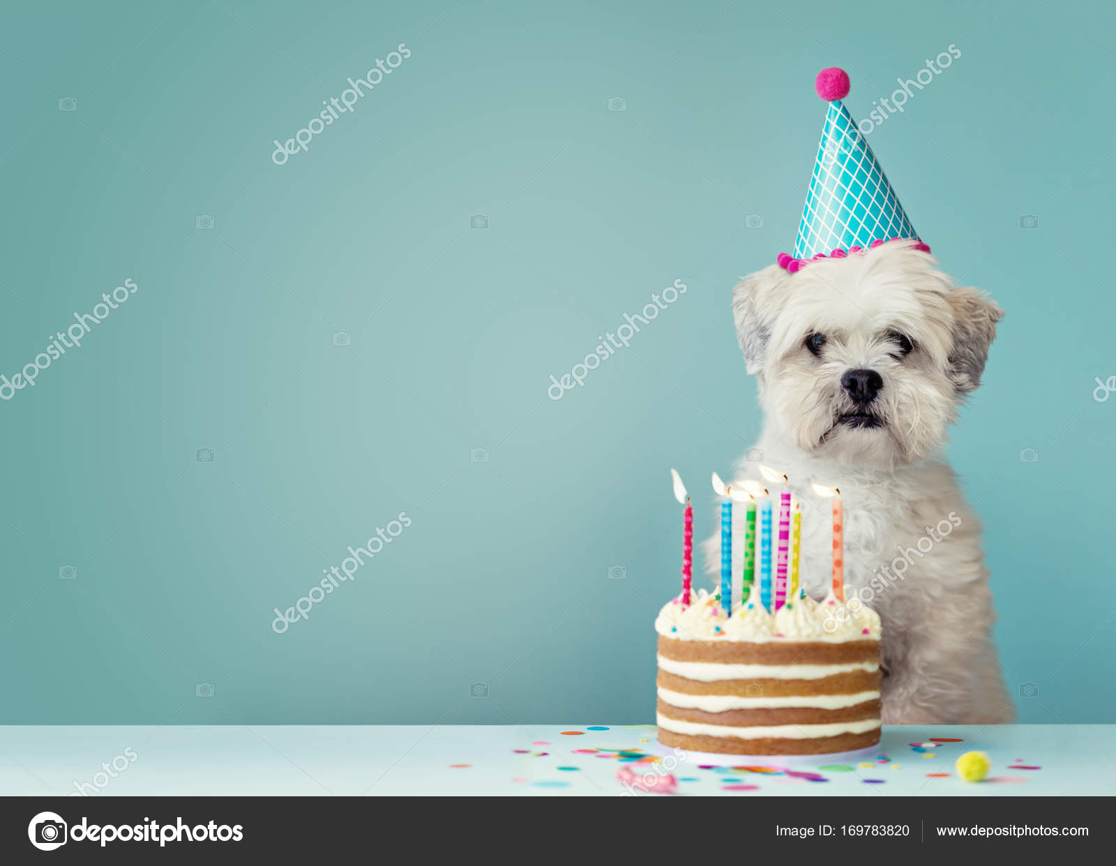 誕生日ケーキ 犬写真素材 ロイヤリティフリー誕生日ケーキ 犬画像 Depositphotos