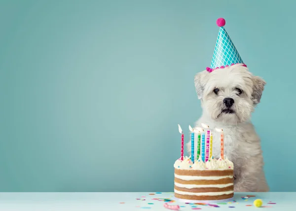 Cão com bolo de aniversário — Fotografia de Stock