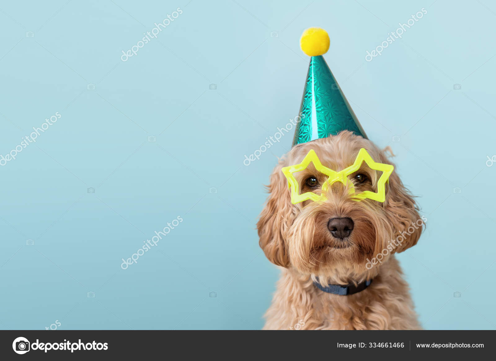 Verbazingwekkend Verjaardag honden Stockfoto's, Rechtenvrije Verjaardag honden MT-48