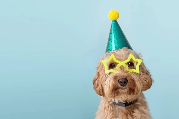 Cute dog wearing party hat and glasses — Stock Photo, Image
