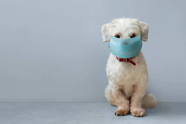 Μικρός Λευκός Σκύλος Συντροφιάς Χειρουργική Μάσκα Προσώπου — Φωτογραφία Αρχείου