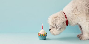 Küçük beyaz köpek ve doğum günü keki.