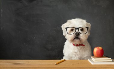 Küçük beyaz köpek okul masasında oturuyor.