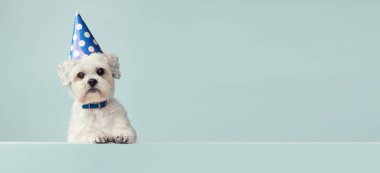Mavi benekli parti şapkası takan şirin beyaz köpek.