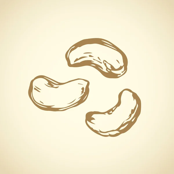 Cashew. Gambar vektor - Stok Vektor