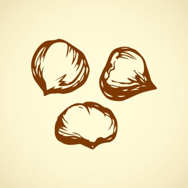 Kestane. Vektör çizim