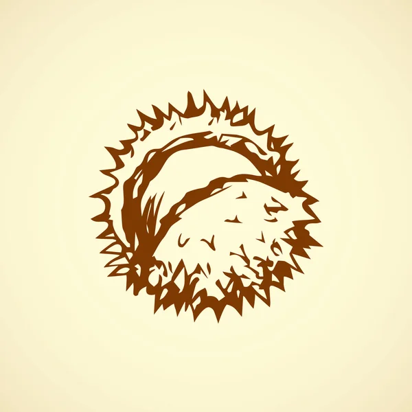 Chestnut. Dibujo vectorial — Vector de stock