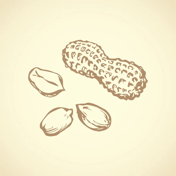 Des cacahuètes. Dessin vectoriel — Image vectorielle