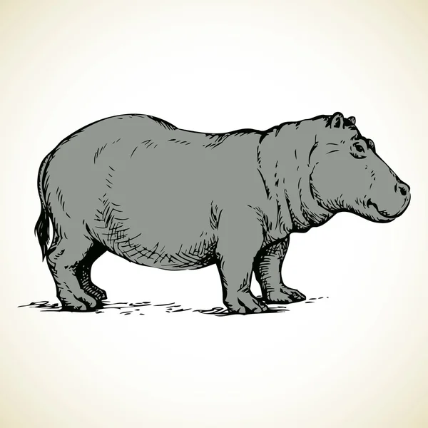 Hippo. Desenho vetorial — Vetor de Stock