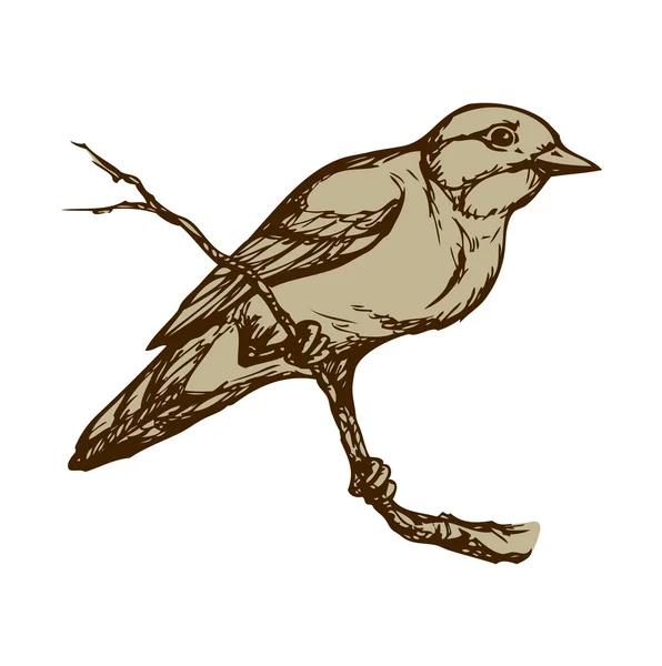 Pták. Vektorové kreslení — Stockový vektor