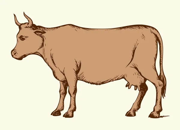 Vaca. Dibujo vectorial — Vector de stock