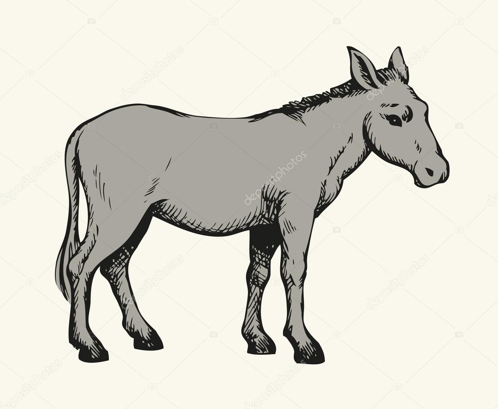 Donkey. Vector drawing