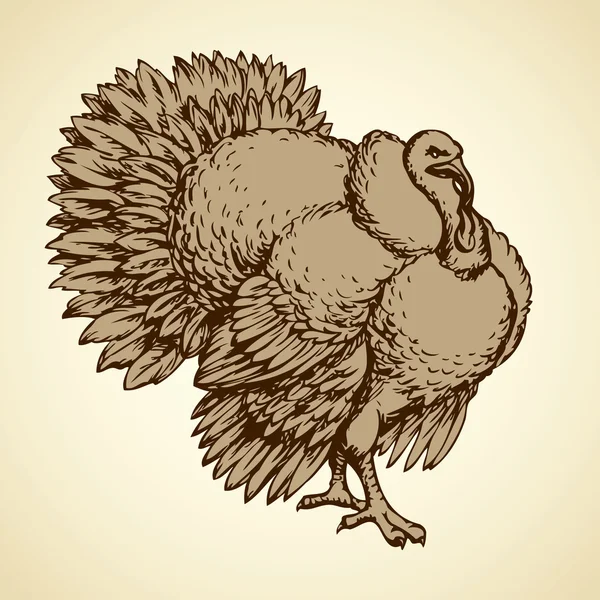 Pavo. Dibujo vectorial — Archivo Imágenes Vectoriales