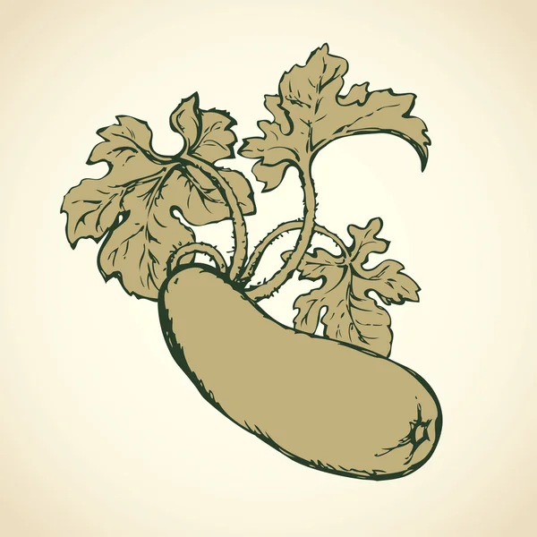 Courgette. Vector tekening — Stockvector