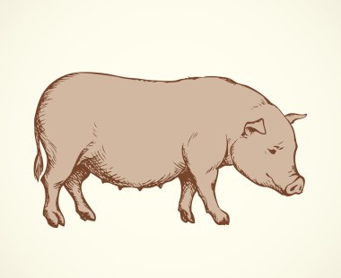 Pig. Vector drawing clipart