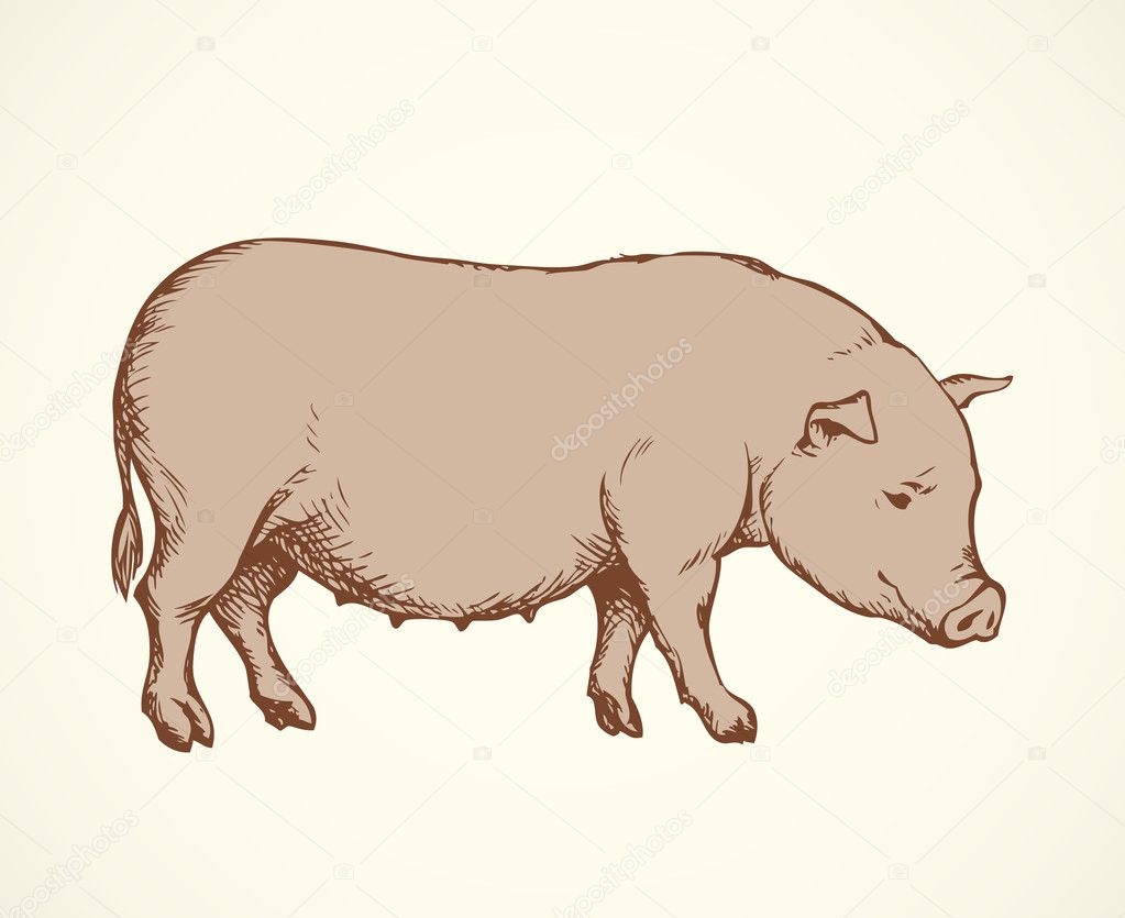 Pig. Vector drawing