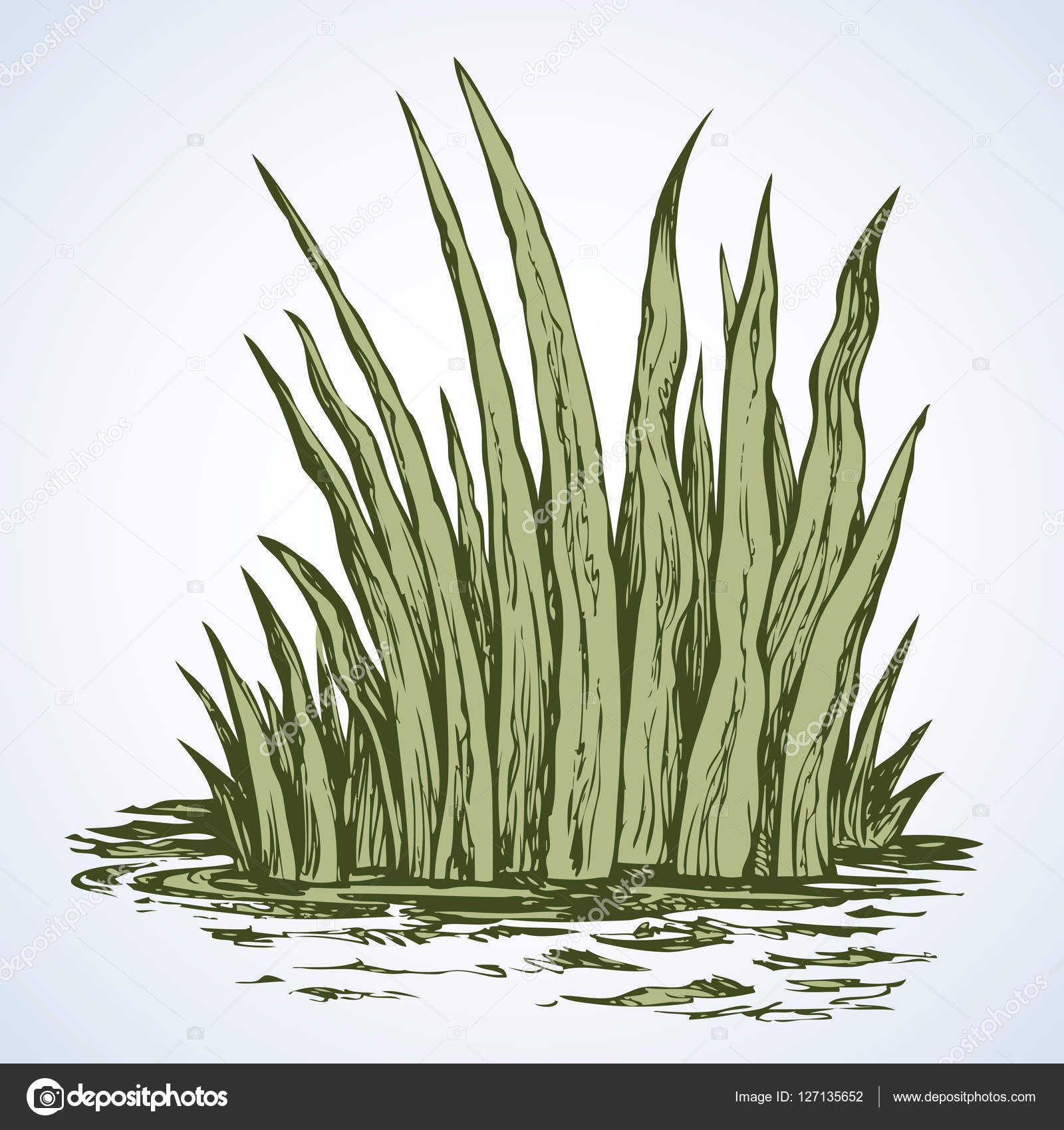 Green grass. Vector drawing Stock Vector by ©Marinka 127135652