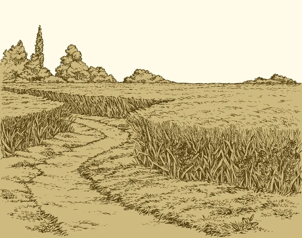 ベクトル夏の風景。小麦のフィールドを通して土の道 — ストックベクタ