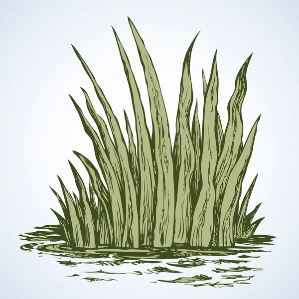 Groen gras. Vector tekening — Stockvector