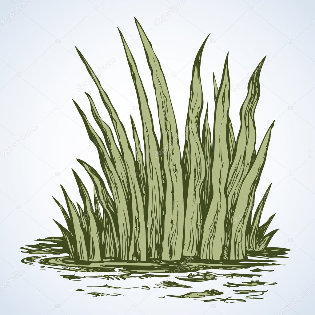 Green grass. Vector drawing