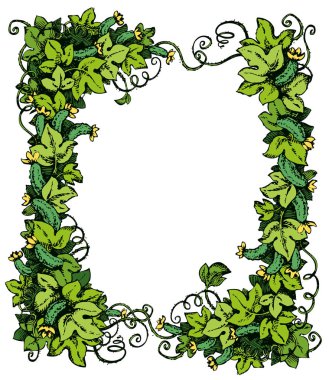 Cucumber vine. Vector drawing clipart