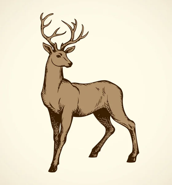 Young deer antlered. Vector drawing — Stock Vector
