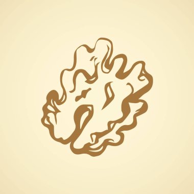 Ceviz. Vektör çizim