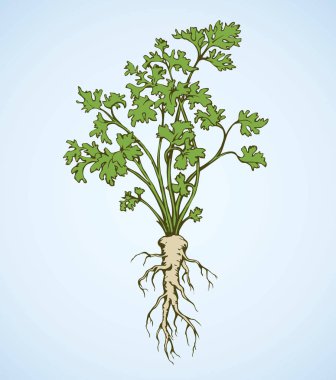 Maydanoz. Vektör çizim