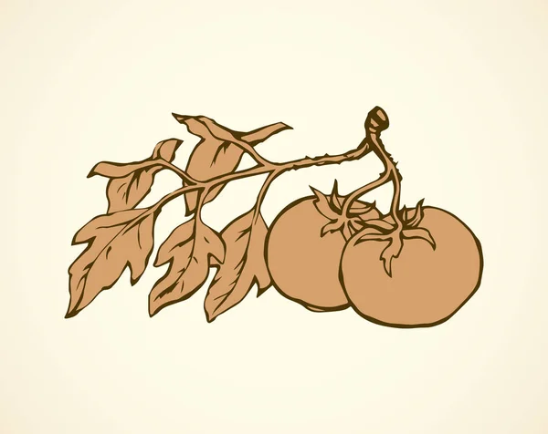 Tomaten. Vector tekening — Stockvector