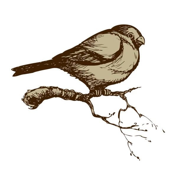 Bird. Dibujo vectorial — Archivo Imágenes Vectoriales