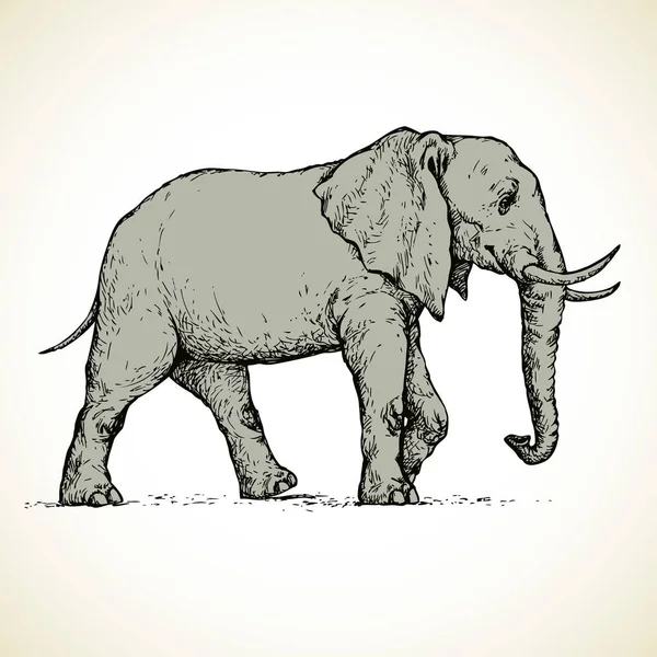 Elefant. Vektorritning — Stock vektor