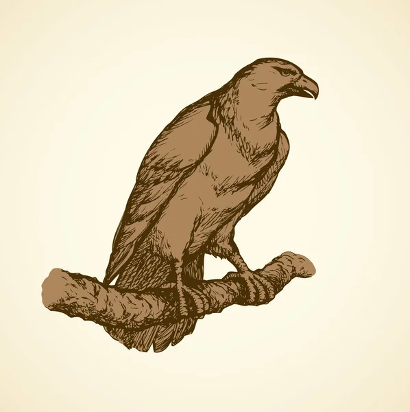矢量绘图的一系列"小鸟"。鹰 — 图库矢量图片