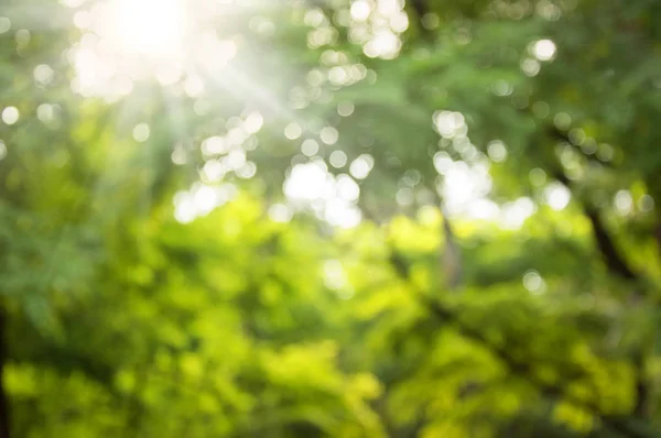 Hämärä puisto bokeh valo, luonnollinen tausta — kuvapankkivalokuva