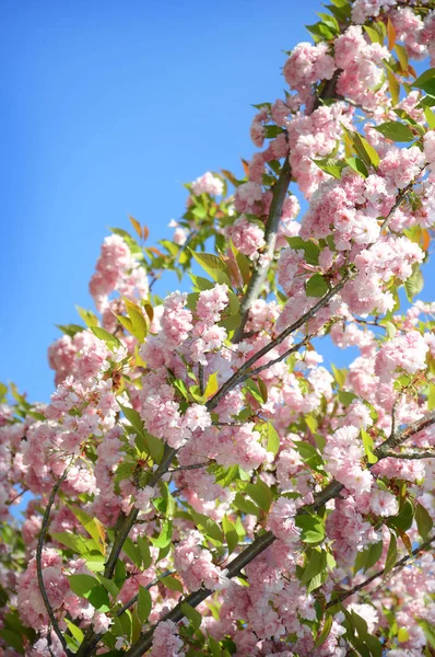 Bahar Sakura Kiraz Çiçeği — Stok fotoğraf