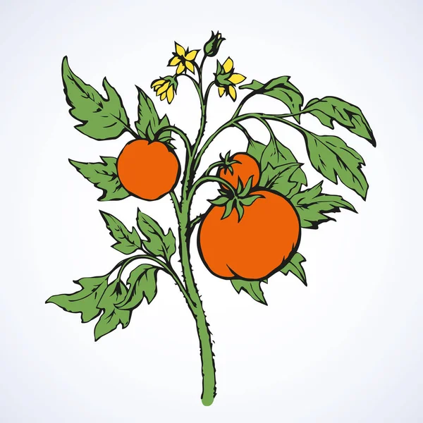 Tomates. Desenho vetorial — Vetor de Stock